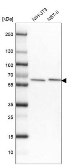 AHCYL1 Antibody, Novus Biologicals 0.1mL; Unlabeled:Antibodies, Polyclonal
